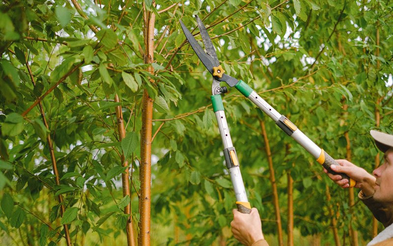 Tree trimming in Barnard, VT