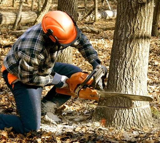 Tree Removal in Barnard, VT